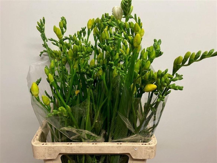 <h4>FREESIA ENK VALERIE 40 GR.</h4>