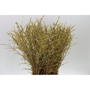 Forsythia I Spectabilis