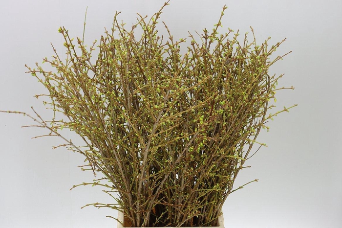 <h4>Forsythia I Spectabilis</h4>