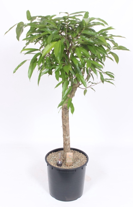 Ficus Amstel King