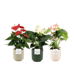 Anthurium 3 color mix in Pure Tess ceramics