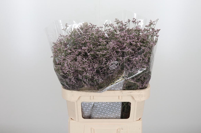 <h4>Lim Saf Oshi Pink</h4>