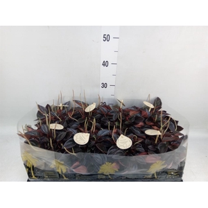Peperomia