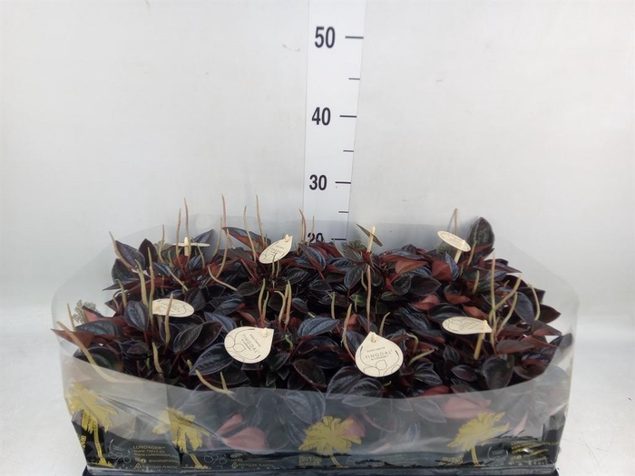<h4>Peperomia</h4>