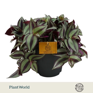Tradescantia Zebrina 15cm