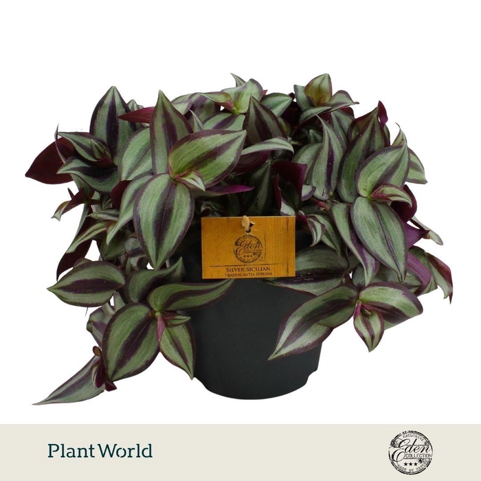<h4>Tradescantia Zebrina 15cm</h4>