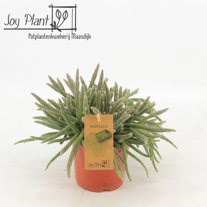 <h4>Rhipsalis baccifera subsp. horrida</h4>