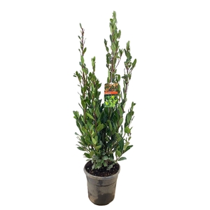 Laurus nobilis