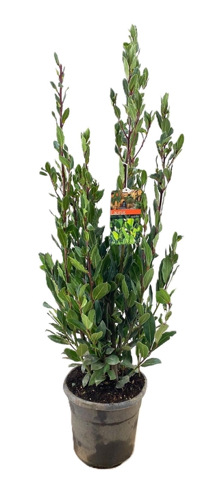 <h4>Laurus nobilis</h4>