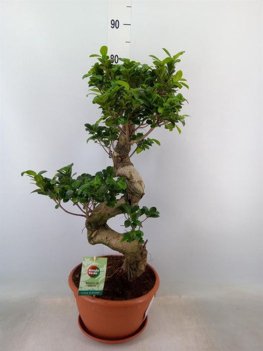 <h4>Ficus microcarpa 'Ginseng'</h4>