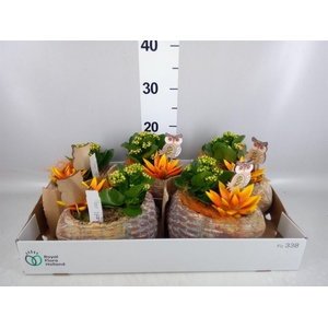 Arr.    Planten  L%