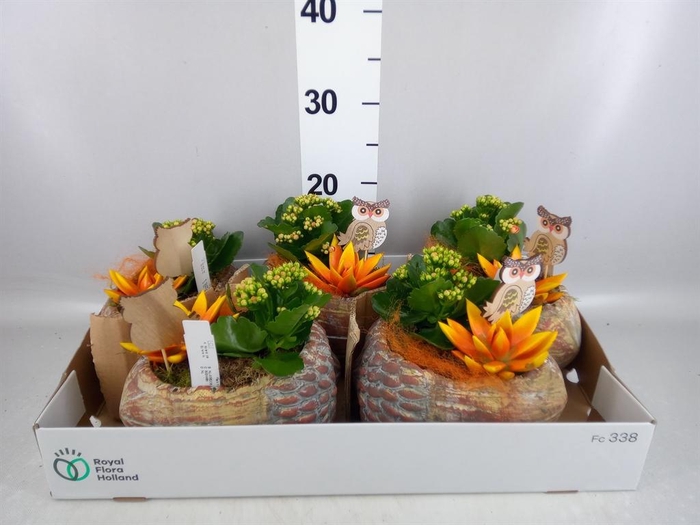 <h4>Arr.    Planten  L%</h4>