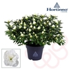 Rhodo. Hortinno Classic Belli