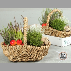 ARR TUINPLANTEN