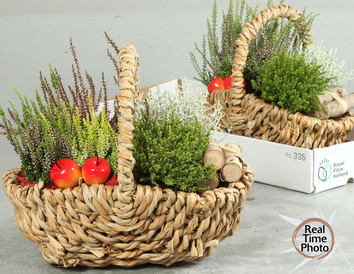 <h4>ARR TUINPLANTEN</h4>