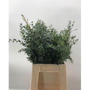 EUCA PARVIFOLIA C 150