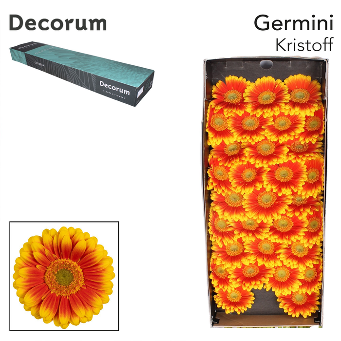 <h4>Germini Kristoff Doos</h4>
