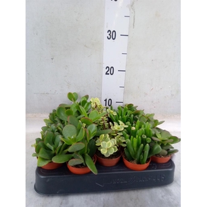 Crassula   ...mix