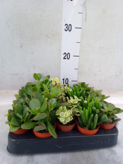 <h4>Crassula   ...mix</h4>