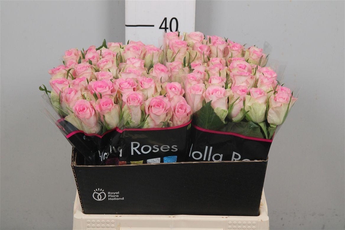 <h4>R Gr Lovely Jewel</h4>