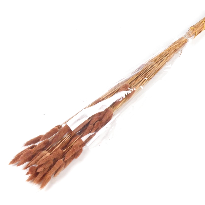 <h4>DF Lagurus Bs 50g/70cm Brown</h4>