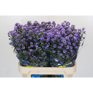 Aster Baby Blue
