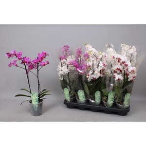PHAL MF GEM 3 KL