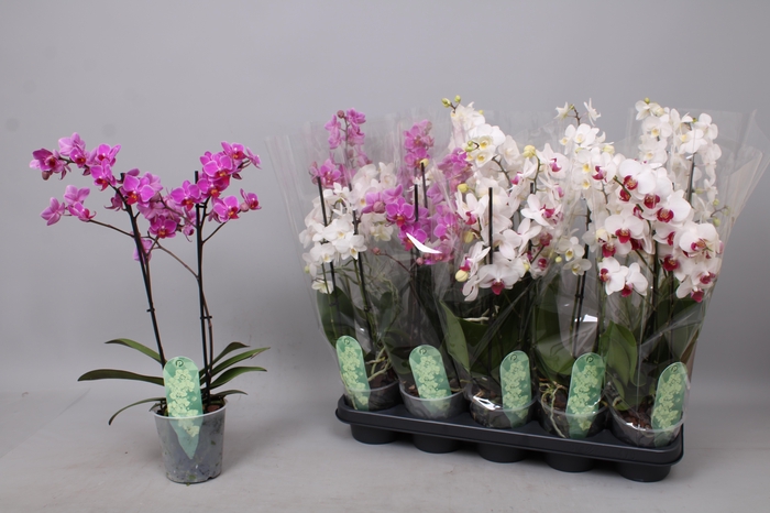 <h4>PHAL MF GEM 3 KL</h4>