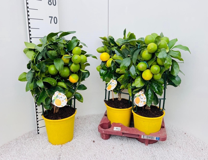 <h4>CITR MEYERI MEYER</h4>