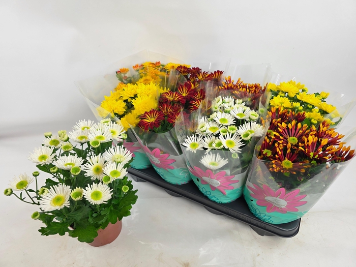 <h4>CHRYS GEM 6 KL</h4>