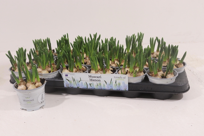 <h4>MUSCAR MANON</h4>