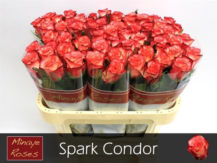 <h4>R Gr Spark Condor Minaye</h4>