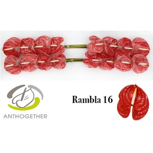 Anth A Rambla 11 cm X16 Bouman