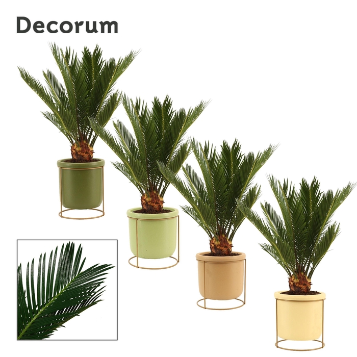 <h4>Cycas Revoluta 12 cm Decorum,, 6+ veren in Lynn (Silent moods)</h4>