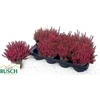 Callu Bl Steffi