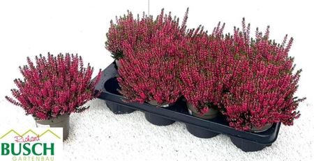 Callu Bl Steffi