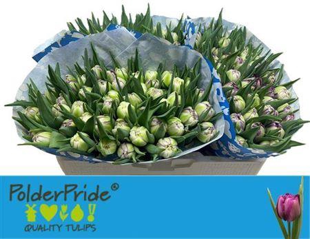 <h4>Tu Du Python</h4>