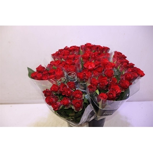 R Gr Red Ribbon X10