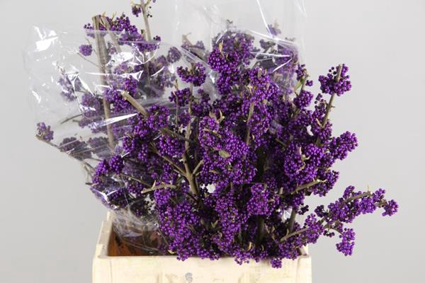 <h4>Callicarpa Giraldii</h4>