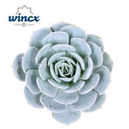 <h4>Echeveria Grey Prince Cutflower Wincx-8cm</h4>