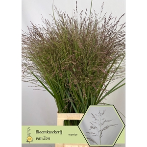 Panicum Warrior Frank Zon