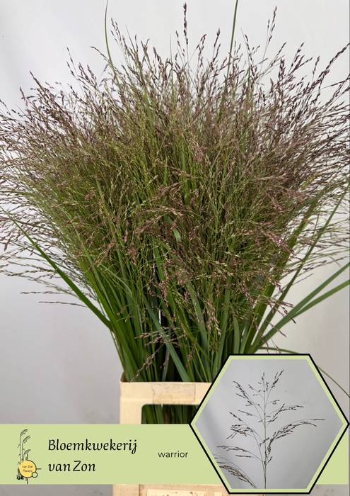 <h4>Panicum Warrior Frank Zon</h4>