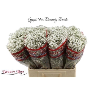 GYPS PA BEAUTY BRIDE