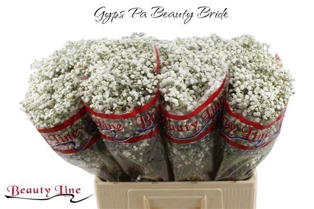 <h4>GYPS PA BEAUTY BRIDE</h4>