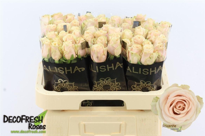 <h4>R Gr Roxanne+</h4>