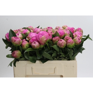 Paeonia Jacorma