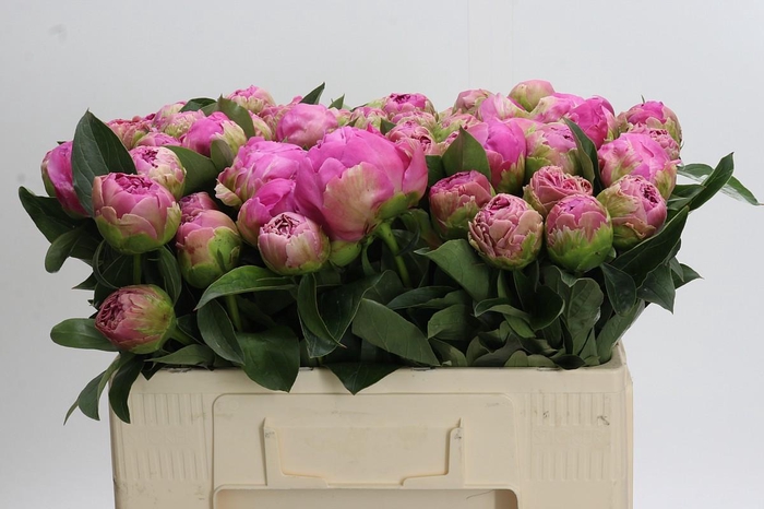 <h4>Paeonia Jacorma</h4>