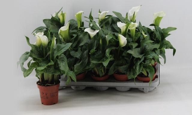 <h4>ZANT CAPT FRESCO</h4>