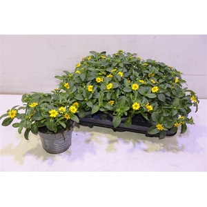 arr8 Sanv Procumbens