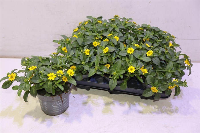<h4>arr8 Sanv Procumbens</h4>